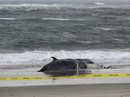 NEW YORK, US - FEBRUARY 17: A dead whale is found on Rockaway Beach in the Queens Borough in New York City, United States on February 17, 2023. The tenth one to wash ashore in the New York-New Jersey area since early December in what activists are calling an alarming …