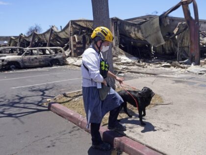 A member of a search and rescue team walks with her cadaver dog near Front Street on Saturday, August 12, 2023, in Lahaina, Hawaii, following heavy damage caused by wildfires. (Rick Bowmer/AP)
