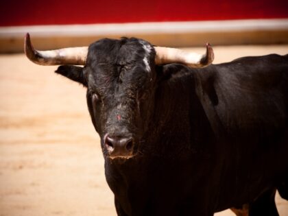 Bull in the bullring of Pamplona, San Fermin.